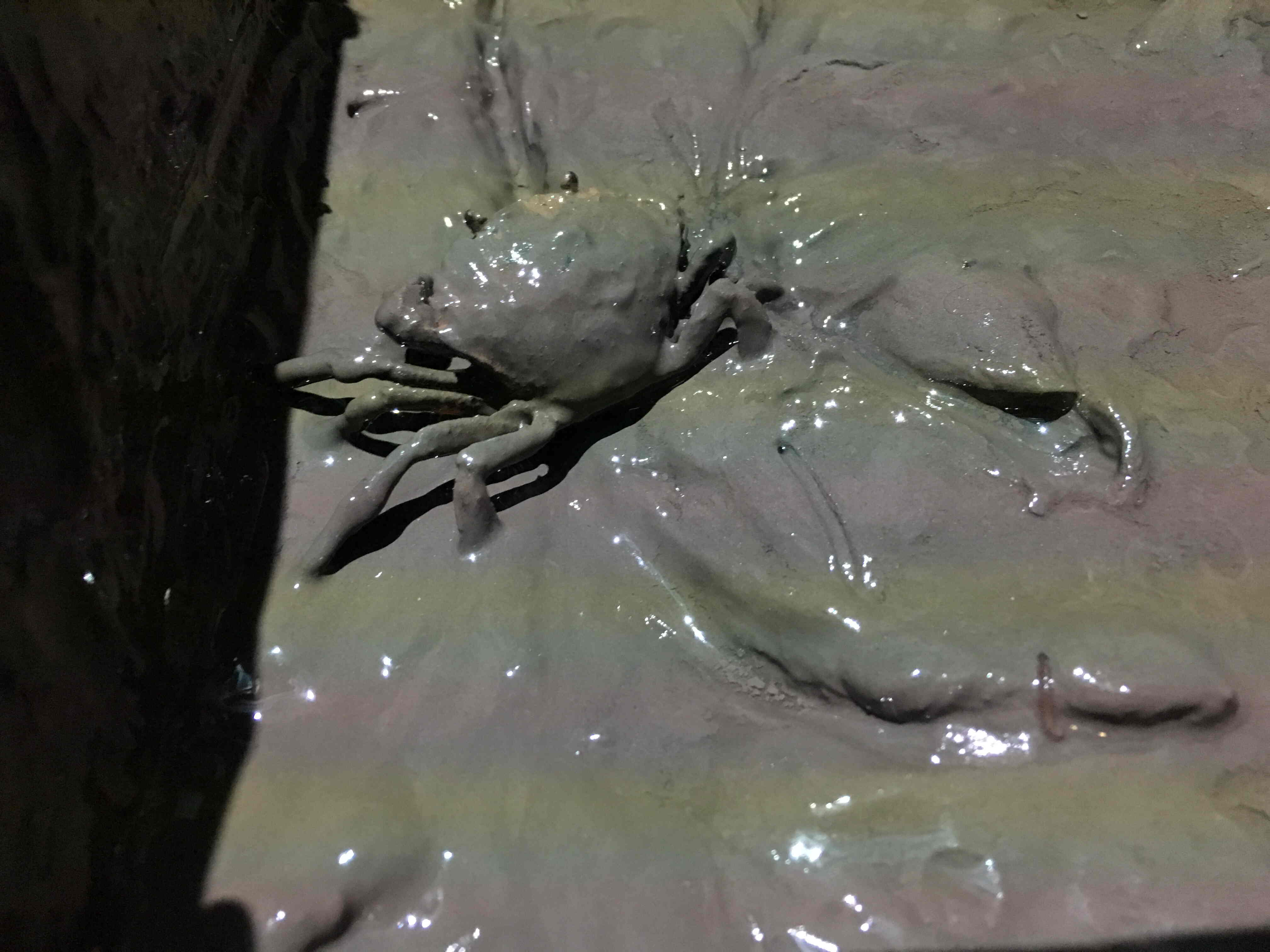 crab in the mud