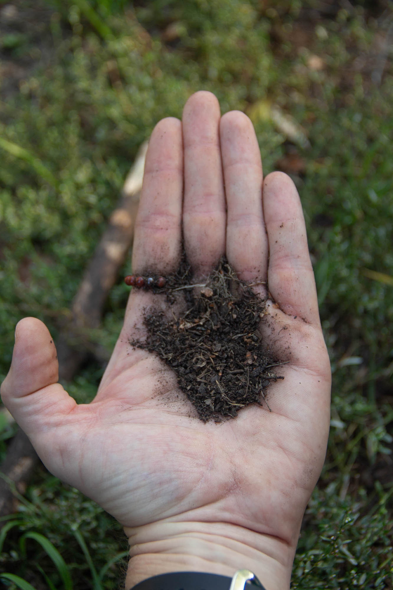 soil sample